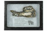 Mammoth Molar Slice With Case - South Carolina #291238-2